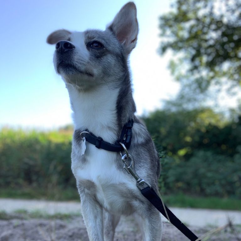 Hund Skadi steht Model im Hintergrund Wasser und Wald.