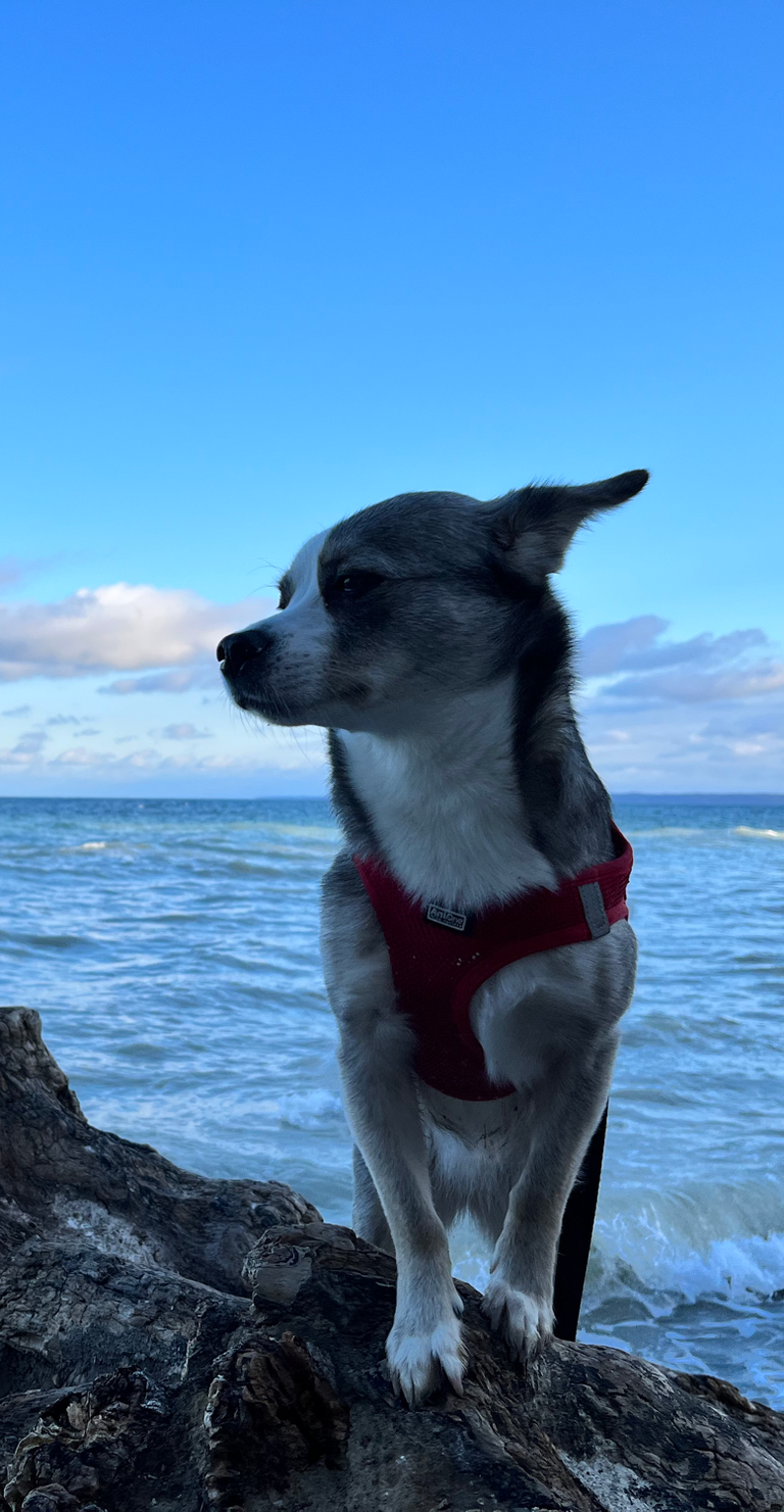 Hund Skadi auf einem Fels vor der Ostsee