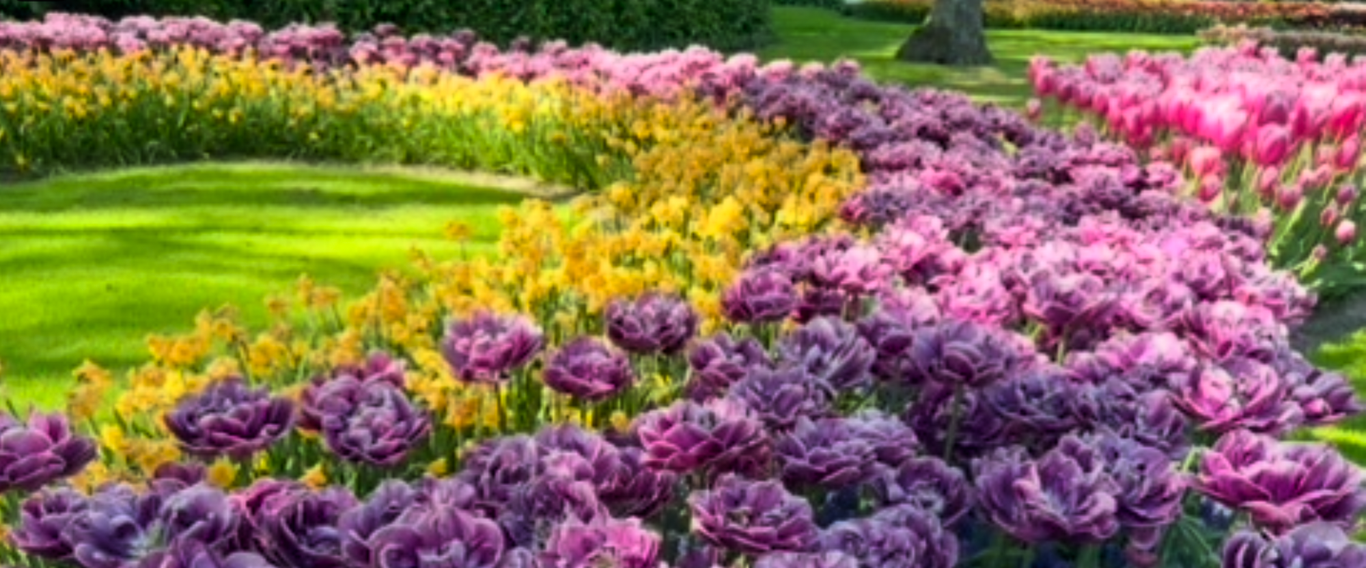 Violette und rosafarbene Tulpen im Keukenhof während der Tulpenblüte