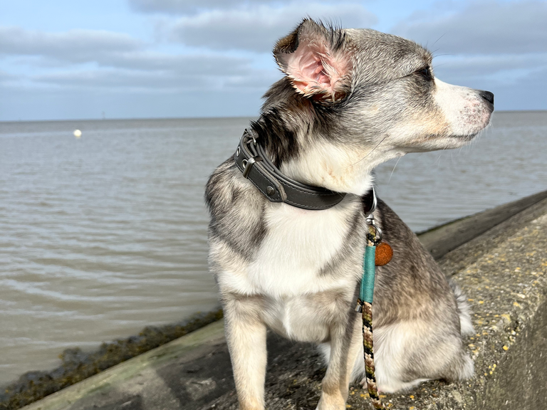 Hund Skadi am Ufer der Ostsee auf Rügen