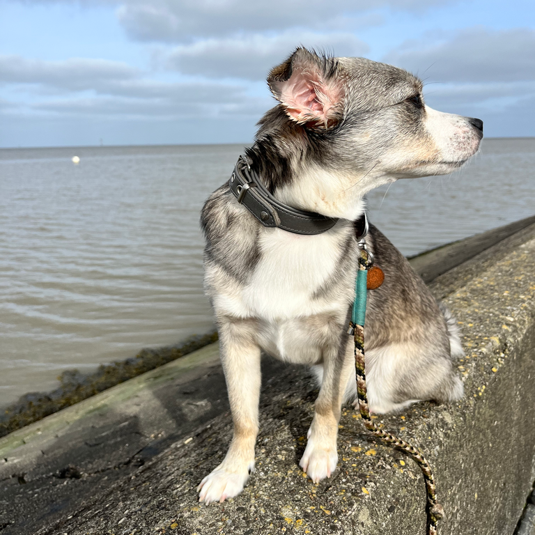 Hund Skadi auf dem Deich